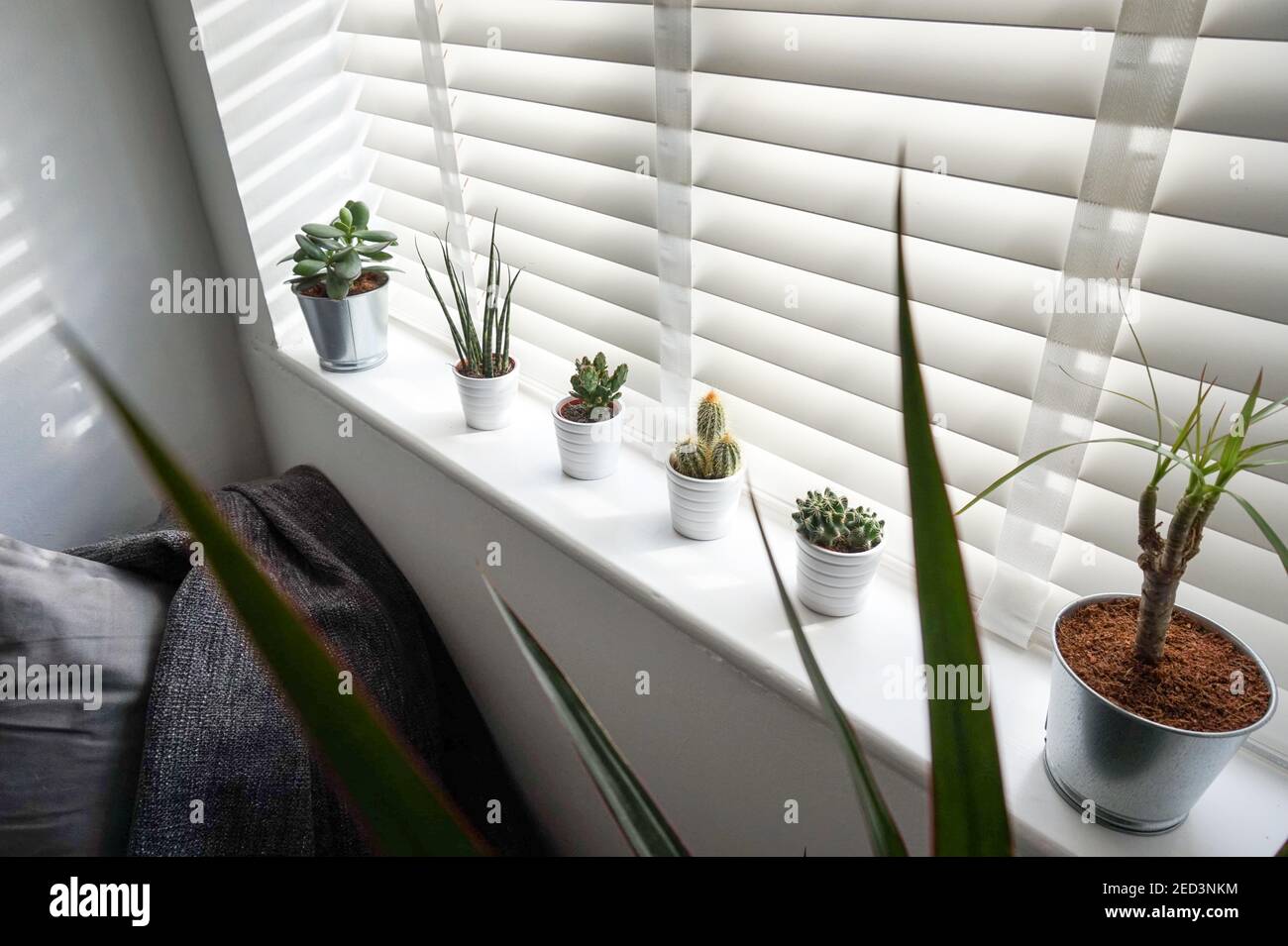 Plants on window sill, interior design home plant cactus stylish