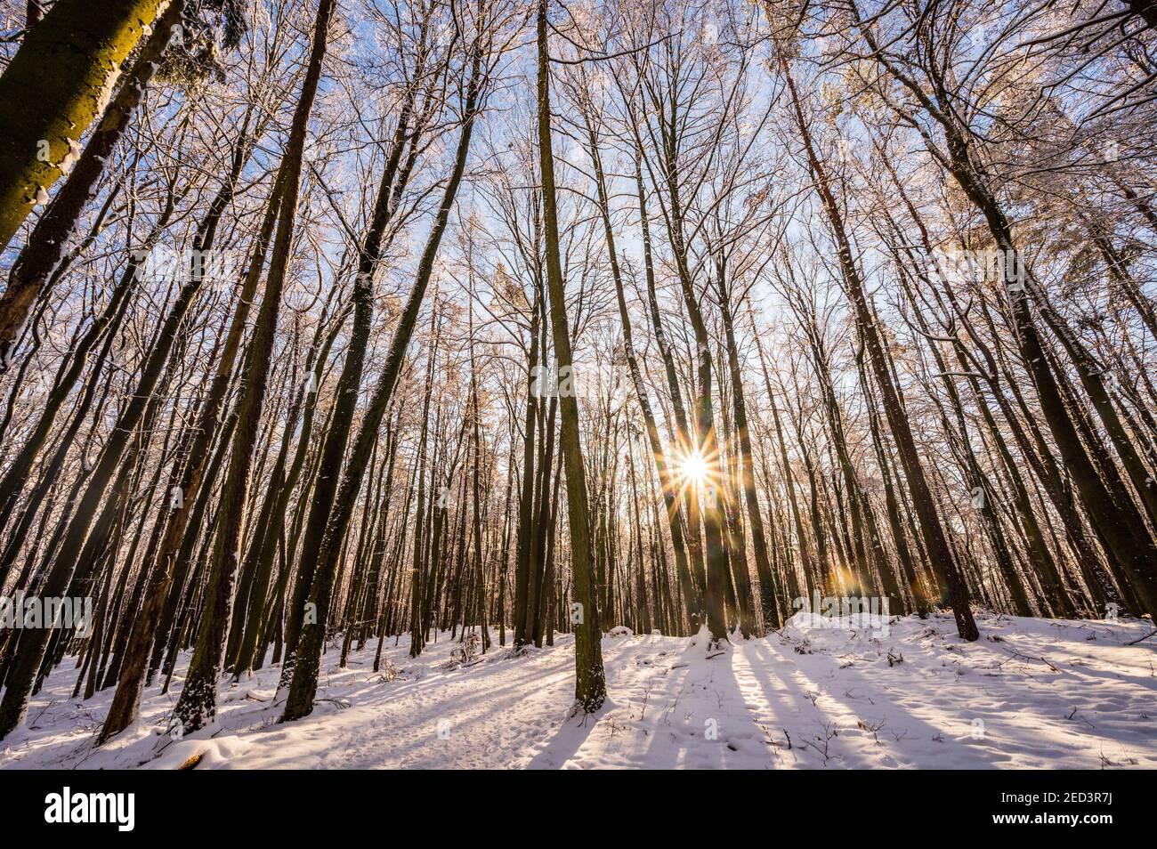 Sun rays coming through the snowy trees in a forest in winter Stock ...