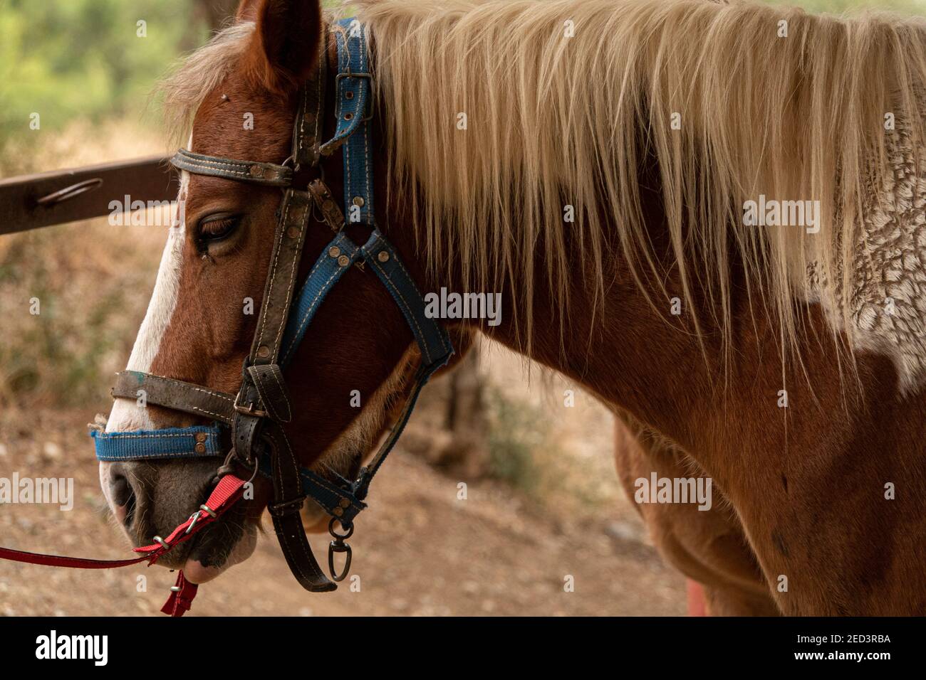 Tied brown haflinger horse with harness saddle. Stock Photo