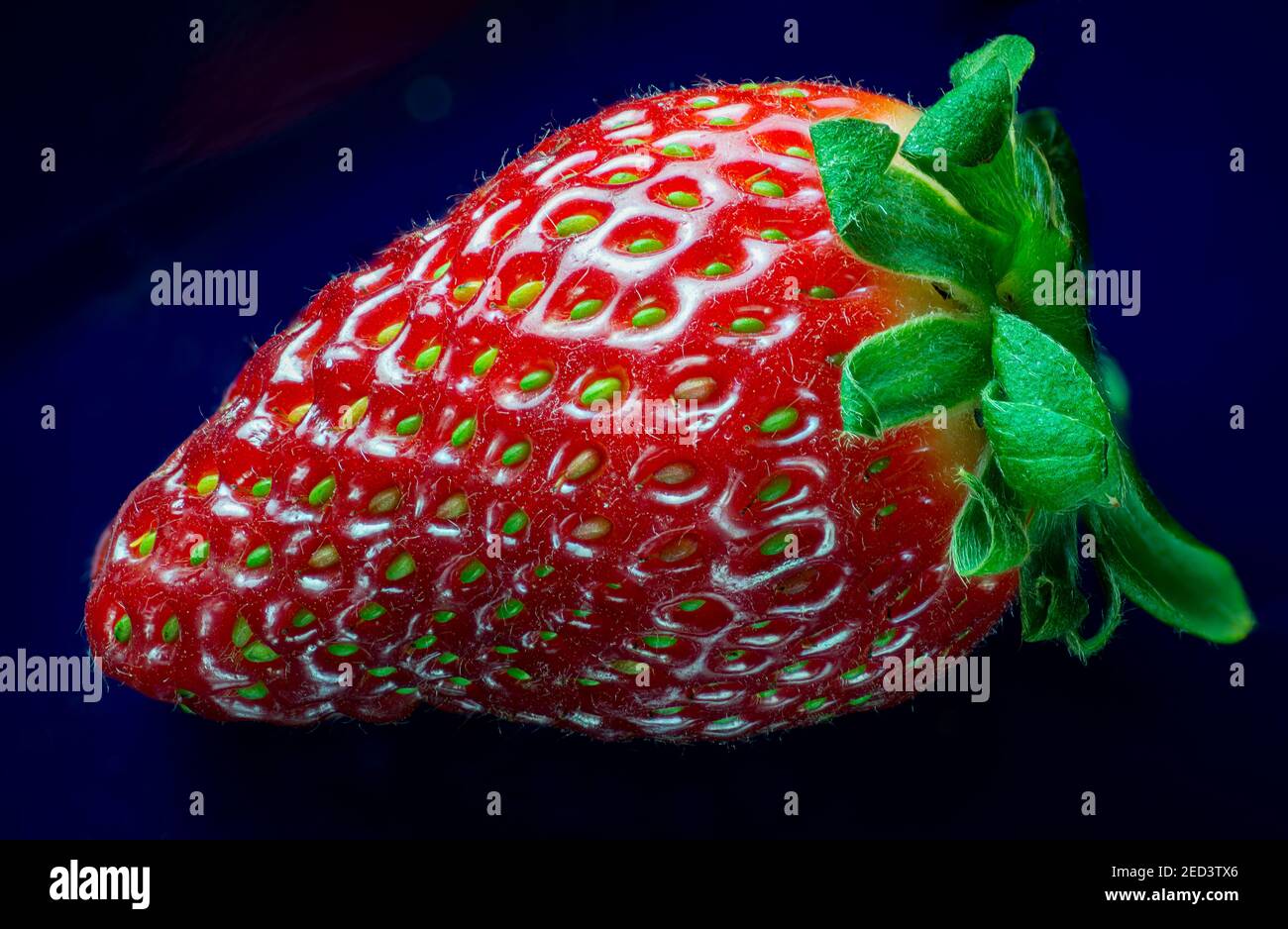 Macro view of single ripe strawberry Stock Photo - Alamy