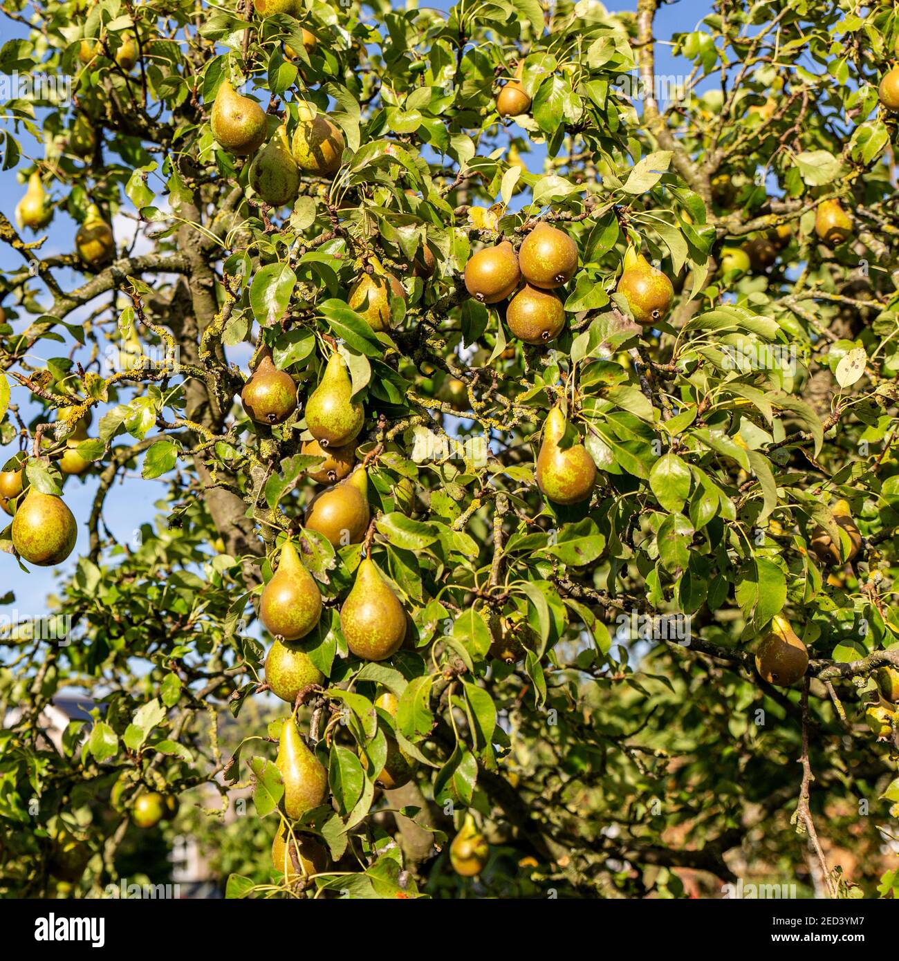 A crop of Conference Pears ready for harvest hanging from the branches of the tree.  Yorkshire, England, UK Stock Photo