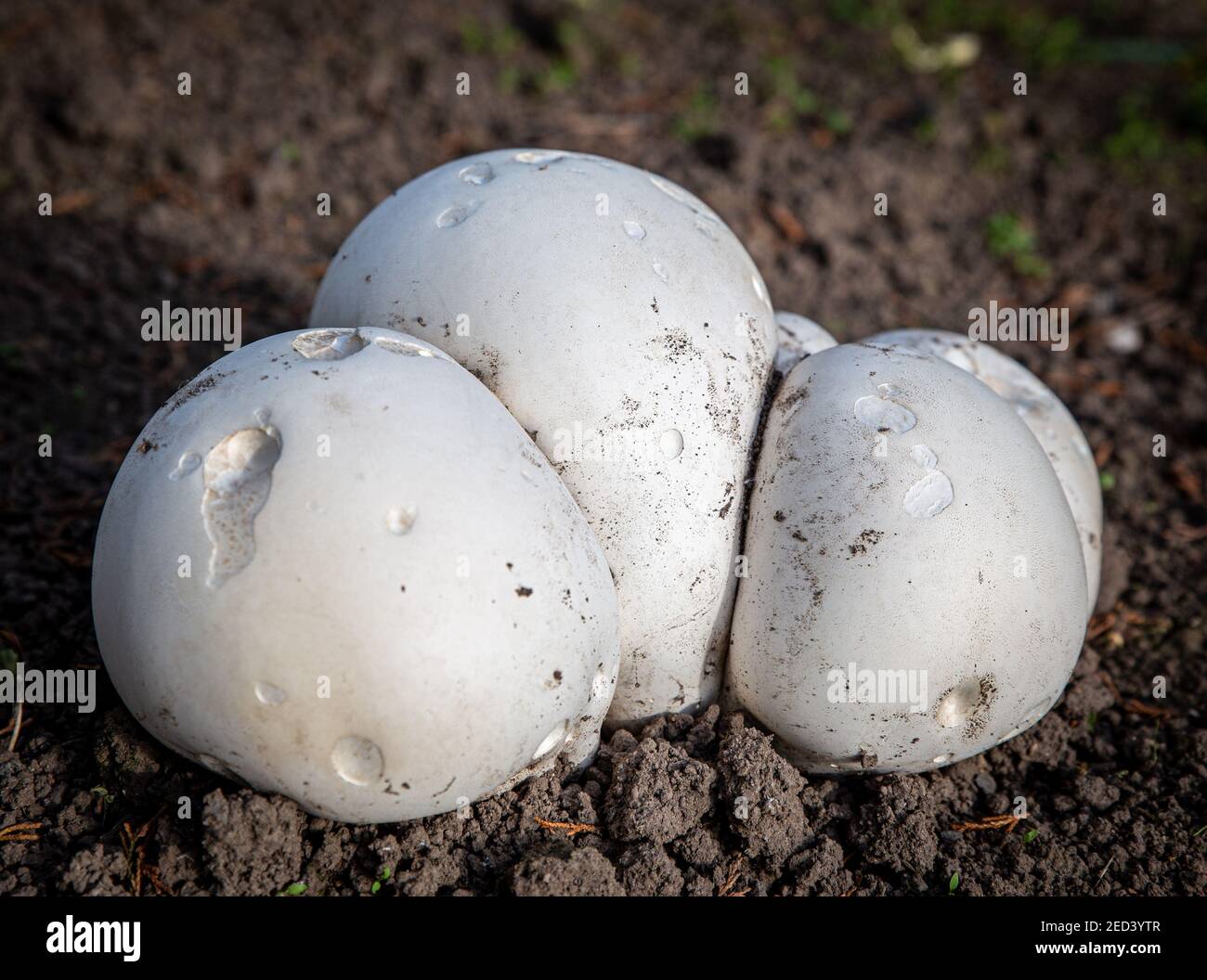 Calvatia gigantea - Giant Puffball fungi.  Found in a gadern in Yorkshire, England, UK Stock Photo