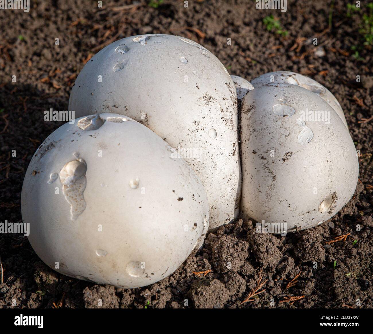 Calvatia gigantea - Giant Puffball fungi.  Found in a gadern in Yorkshire, England, UK Stock Photo