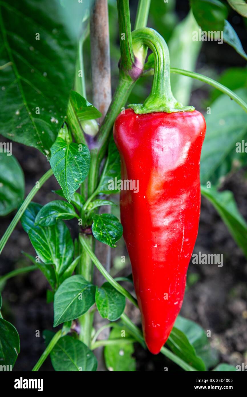 Red Paprika (Capsicum annuum) growing on the plant, England, UK Stock Photo