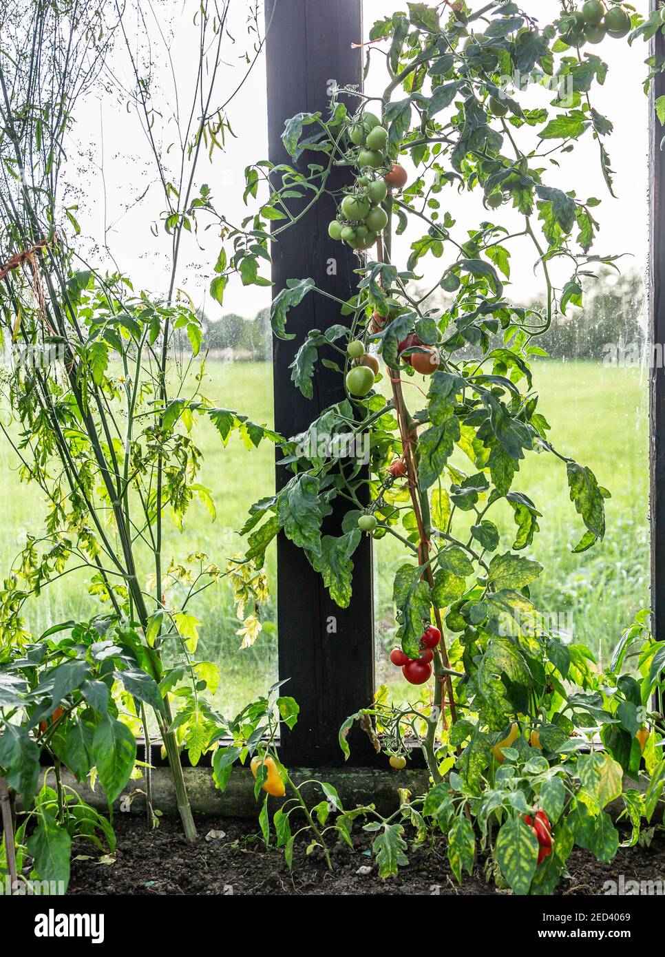 Tomatoes & peppers growing in a greenhouse in Yorkshire, England, UK Stock Photo