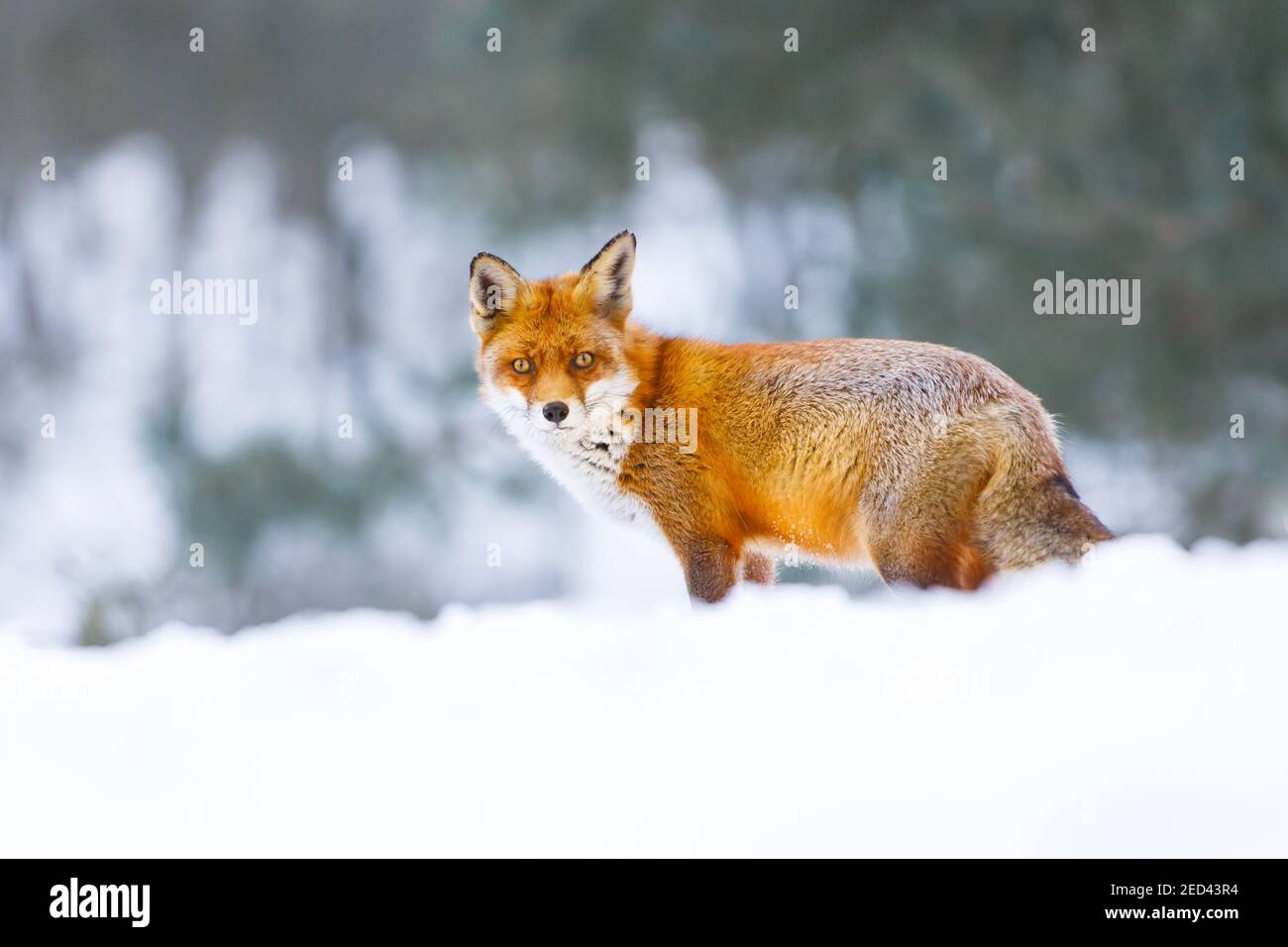 a beautiful red fox in the snow Stock Photo
