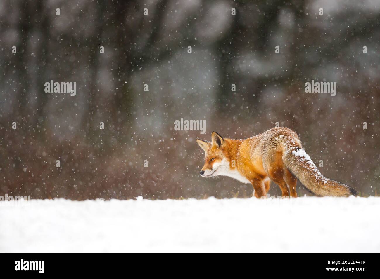 a beautiful red fox in the snow Stock Photo