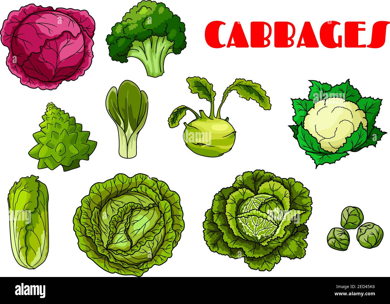 Vegetable cabbages set. Red cabbage, broccoli, cauliflower and chinese cabbage, brussels sprout, kohlrabi and napa, collard greens and savoy, kale, ka Stock Vector