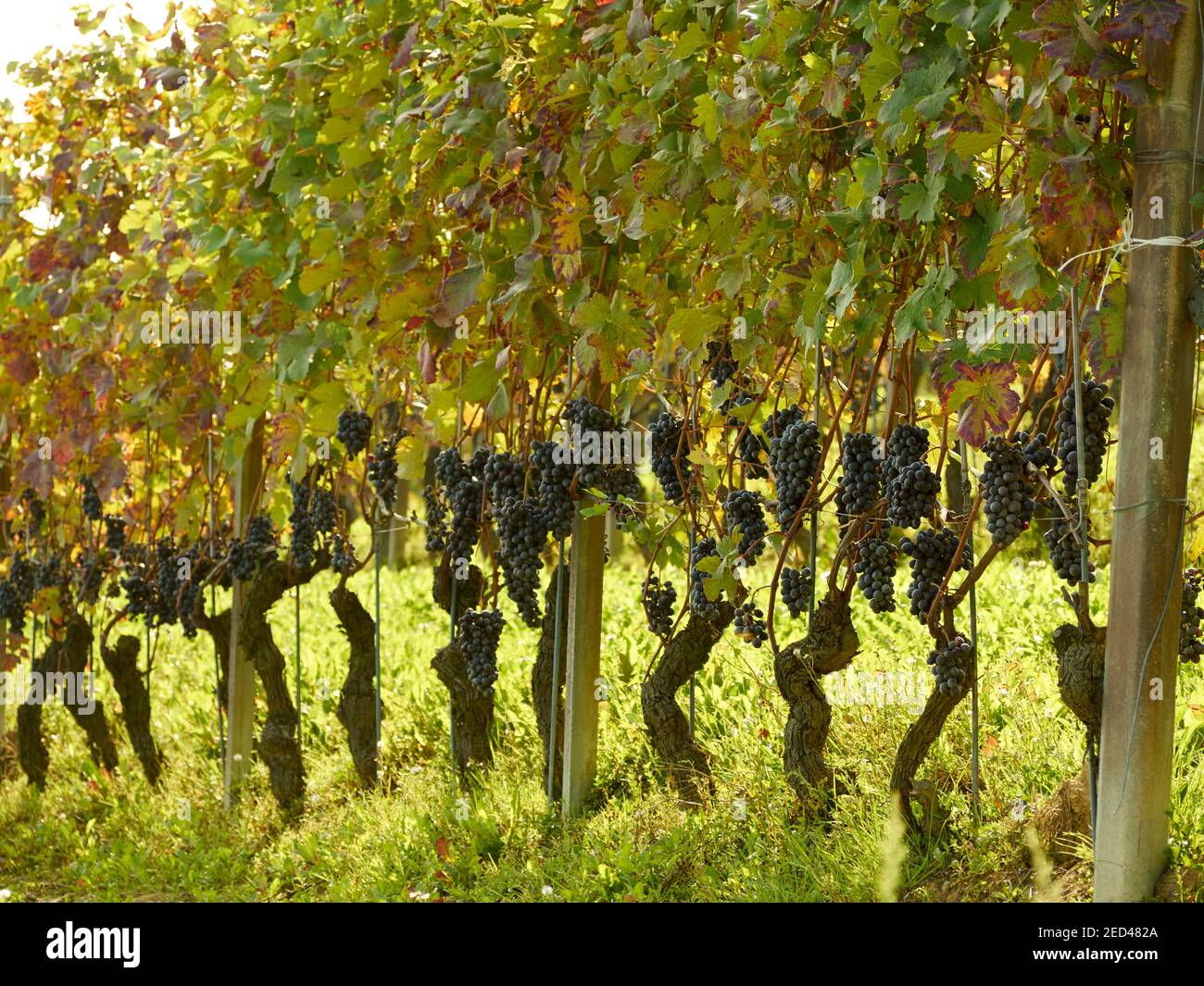 Nebbiolo grapes on the vine in Dogliani, Langhe, Italy Stock Photo