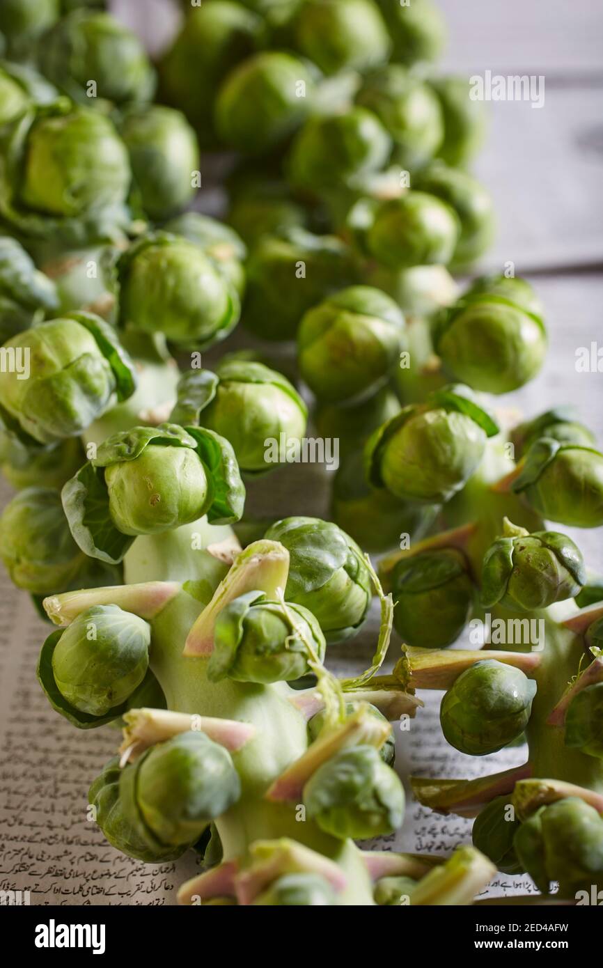 brussels sprouts on the stalk Stock Photo Alamy
