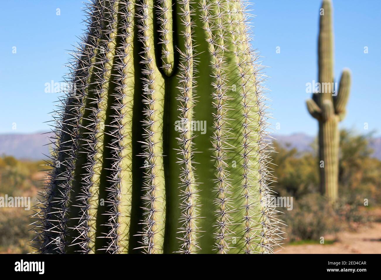 Saguaro cactus (Carnegiea gigantea) in the Arizona desert Stock Photo