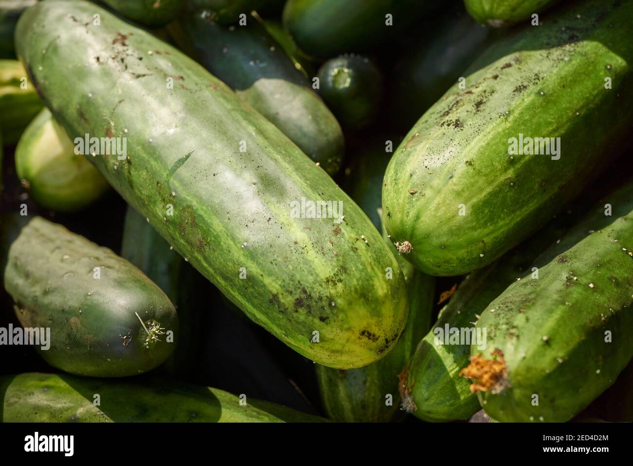 fresh cucumbers  for sale at the Union Square Greenmarket in New York City Stock Photo