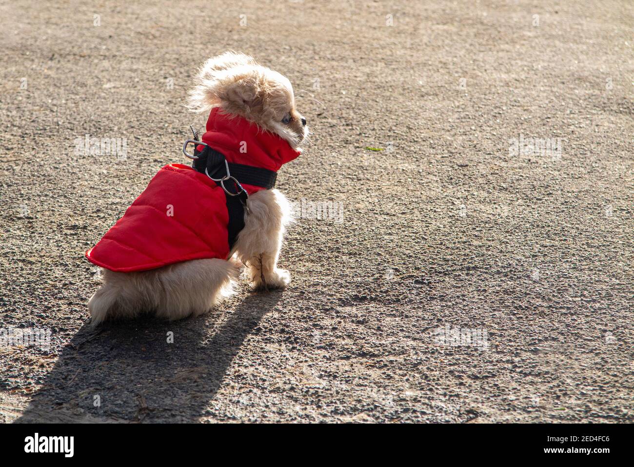 A tiny puppy keeping warm in a red coat Stock Photo