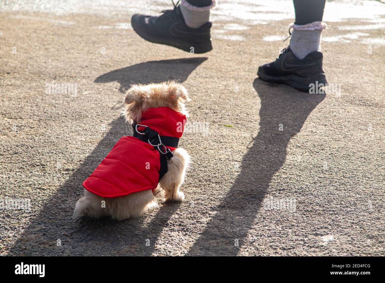 A tiny puppy keeping warm in a red coat Stock Photo