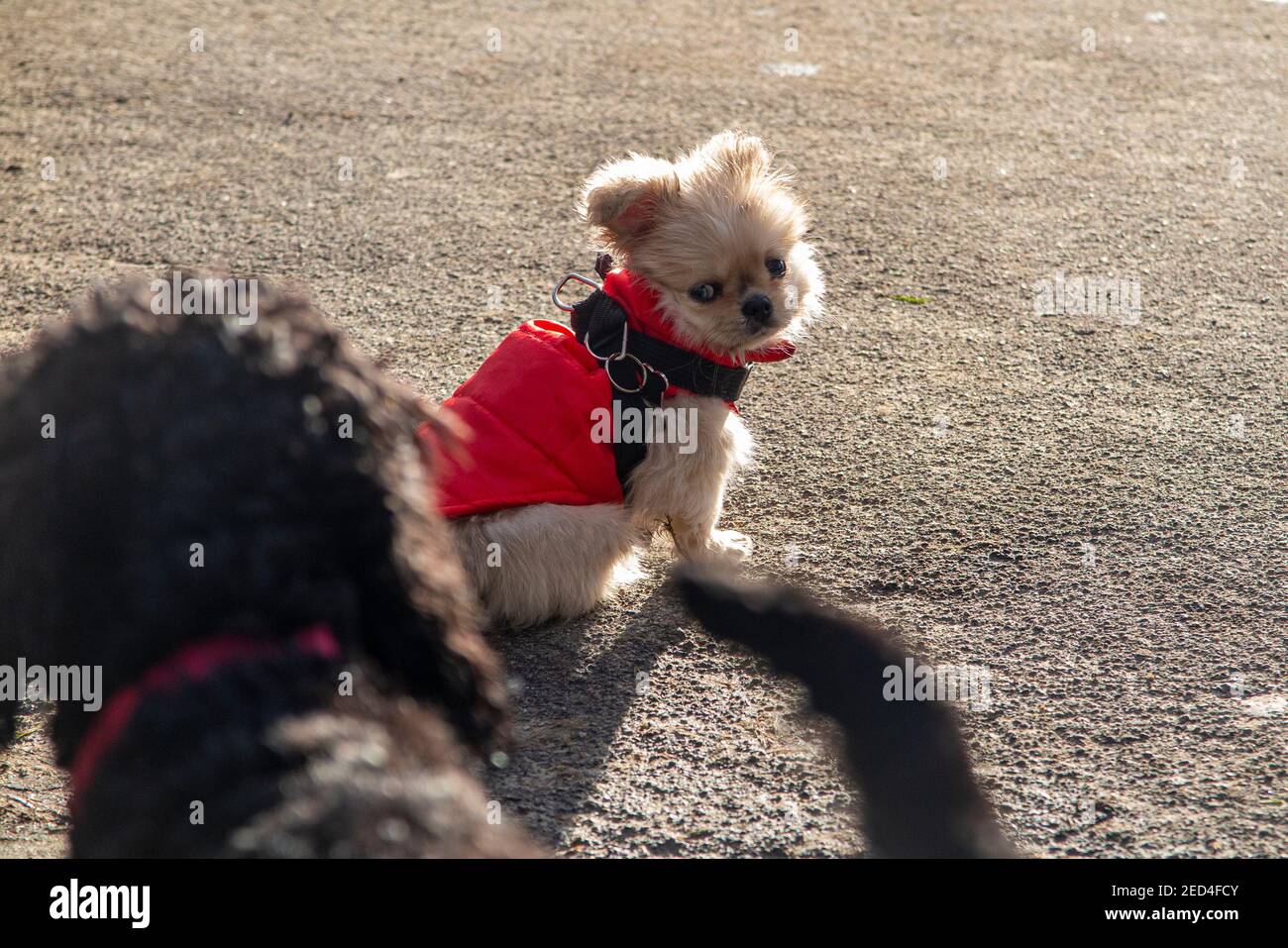 A tiny puppy keeping warm in a red coat Stock Photo