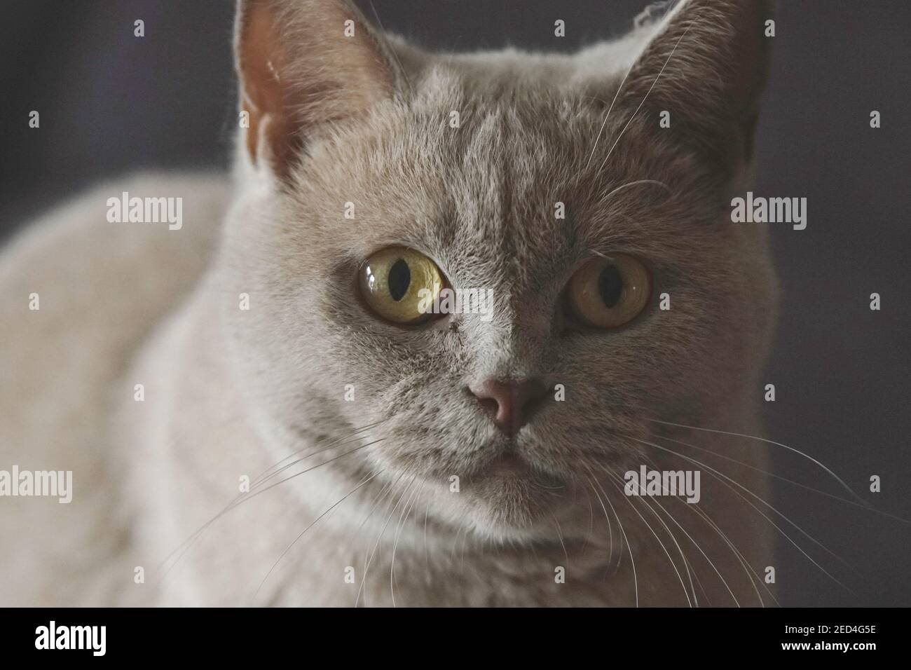 Kartäuserkatze im Porträt Stock Photo