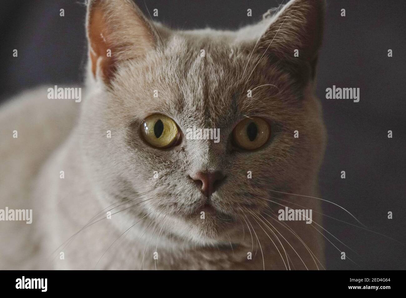 Kartäuserkatze im Porträt Stock Photo