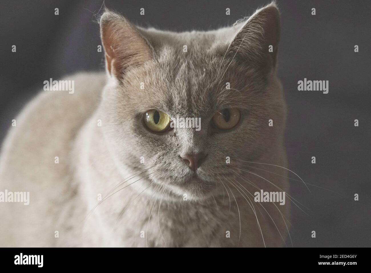 Kartäuserkatze im Porträt Stock Photo