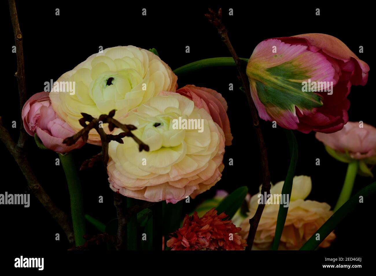 Flowers against a black background.  Parrot Tulpis, Parrot tulip, (Tulpia),  ranunculus (Ranunculus asiaticus), Cherry branches, Barbara branches. Stock Photo