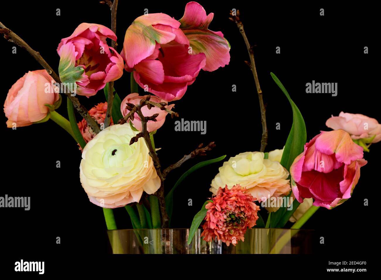 Flowers in a vase against a black background.  Parrot Tulpis, Parrot tulip, (Tulpia),  ranunculus (Ranunculus asiaticus), Cherry branches, Barbara bra Stock Photo