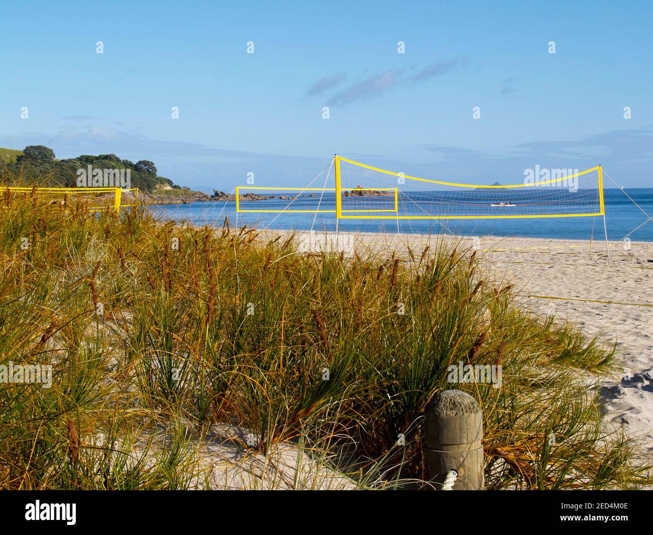 Yellow beach volleyball nets erected for use with no players yet on Mount Maunganui Main beach with beach grass in foreground. Stock Photo