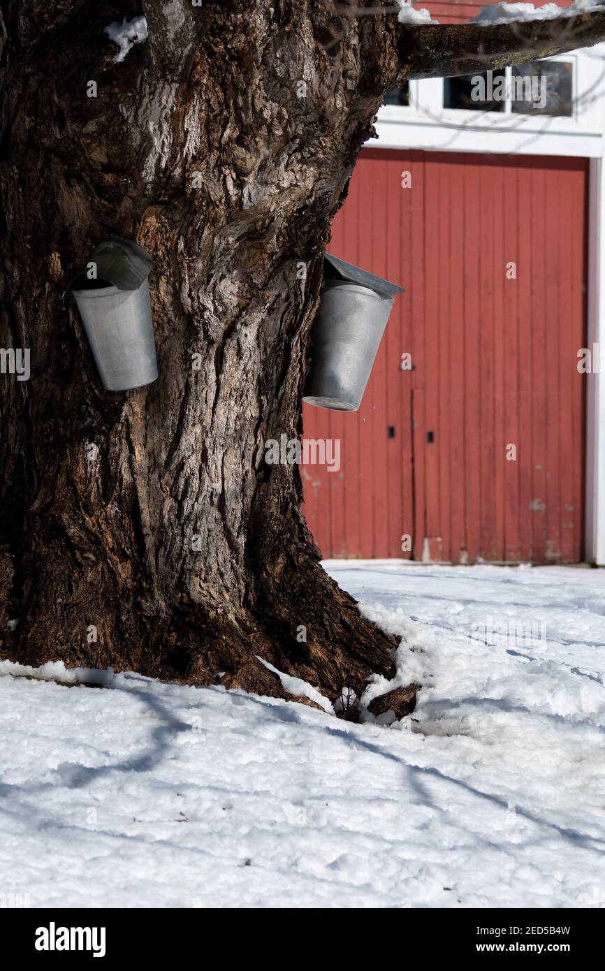 Sap covered hires stock photography and images Alamy