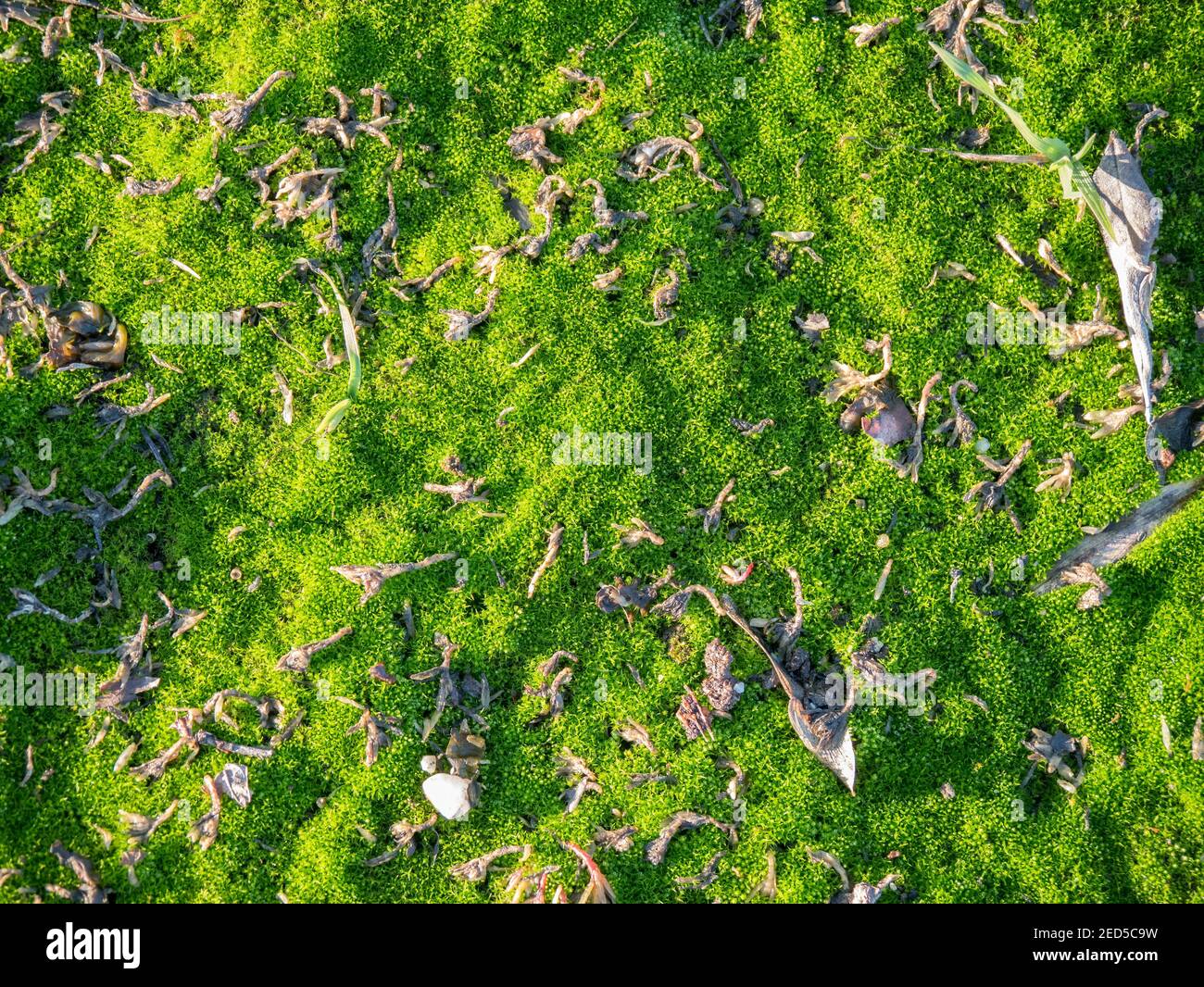 Seamless texture ground moss hi-res stock photography and images - Alamy
