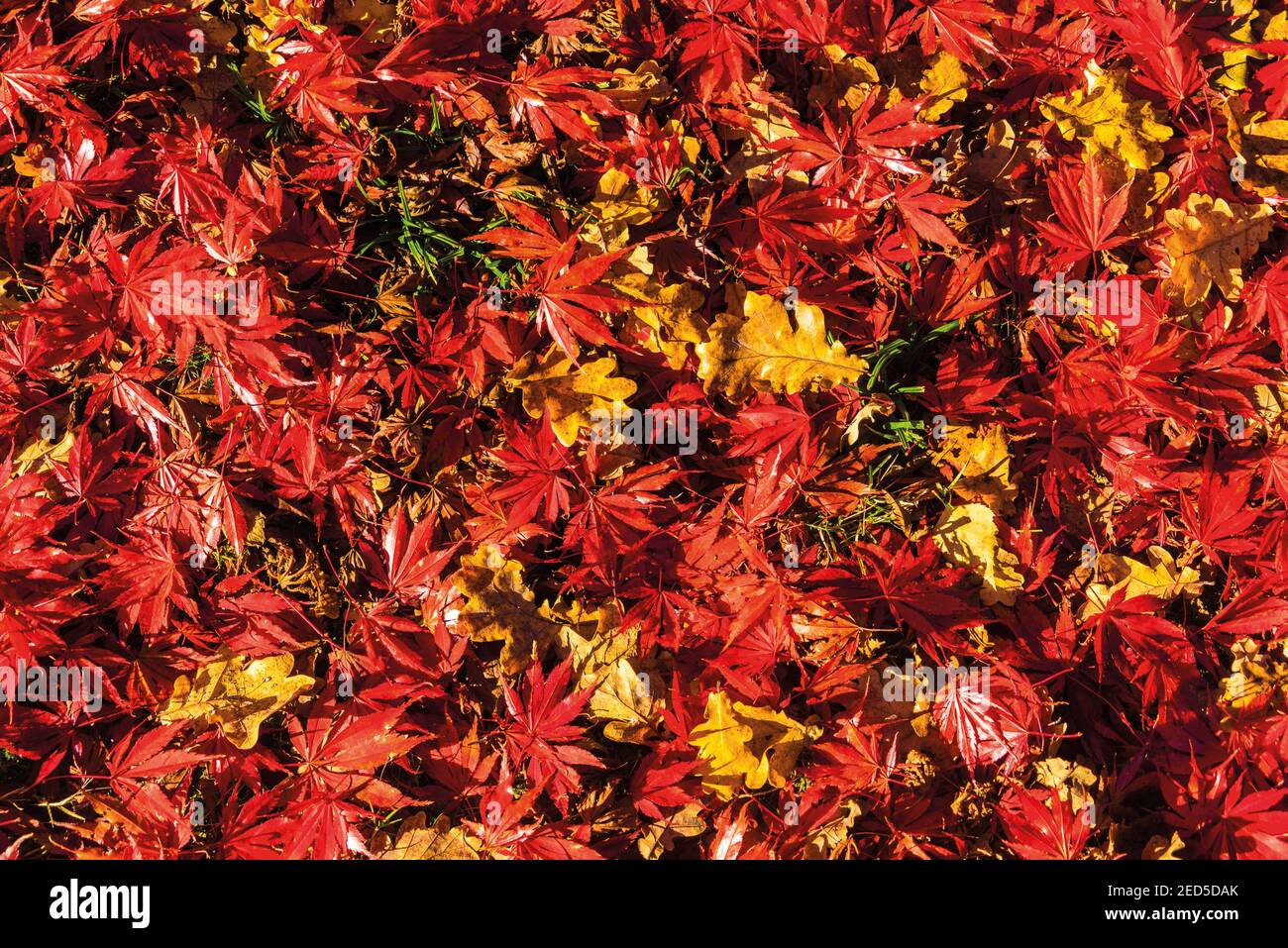 Blätter im Herbst Stock Photo
