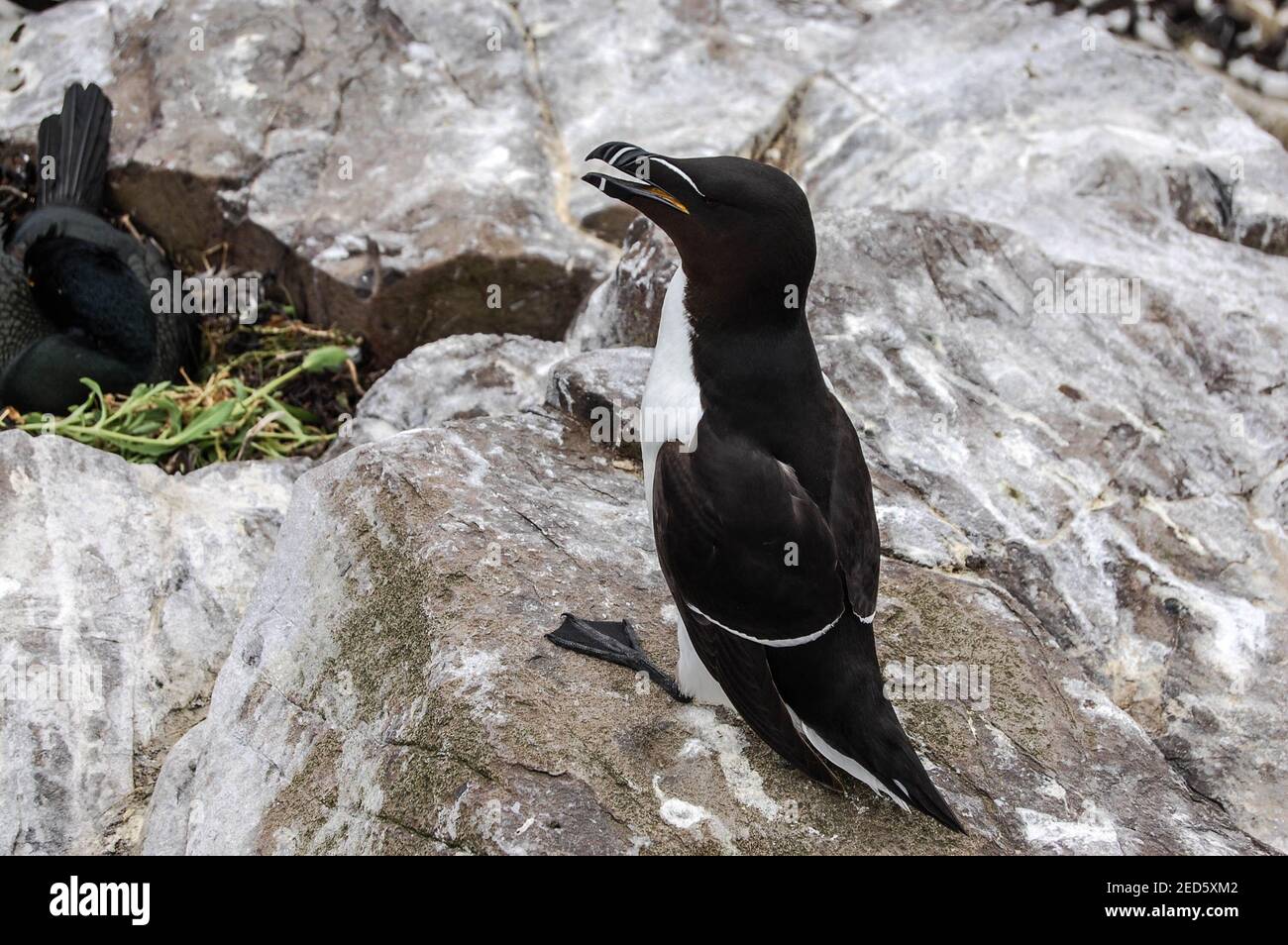 Puffin Ferne island Northumberland sitting on rocks rocky bird nesting ...
