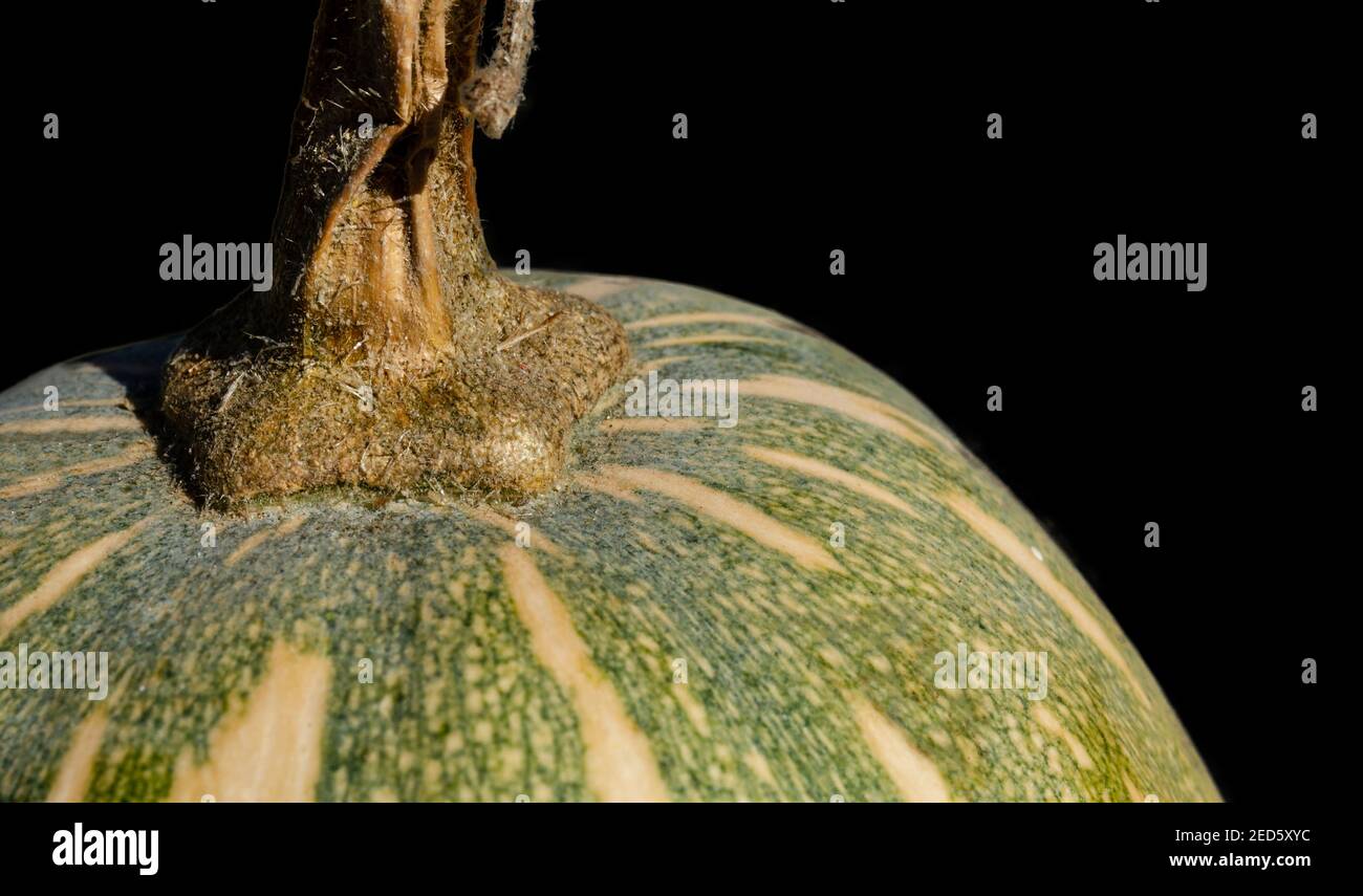 Closeup of a Cucurbita ficifolia, also known as the seven year melon. Copy space on black background. Stock Photo