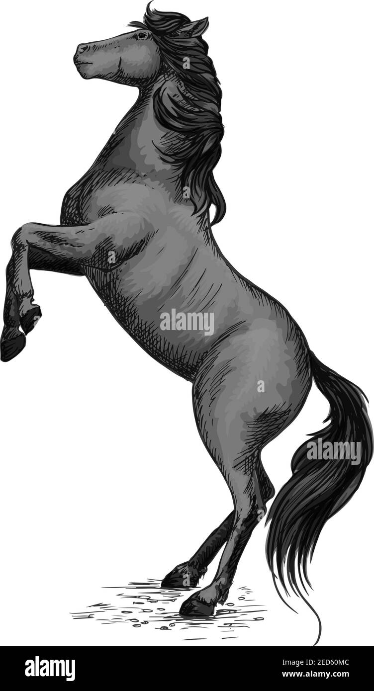 Wild horse stallion rearing. Mustang in rage symbol for sport racehorse badge Stock Vector
