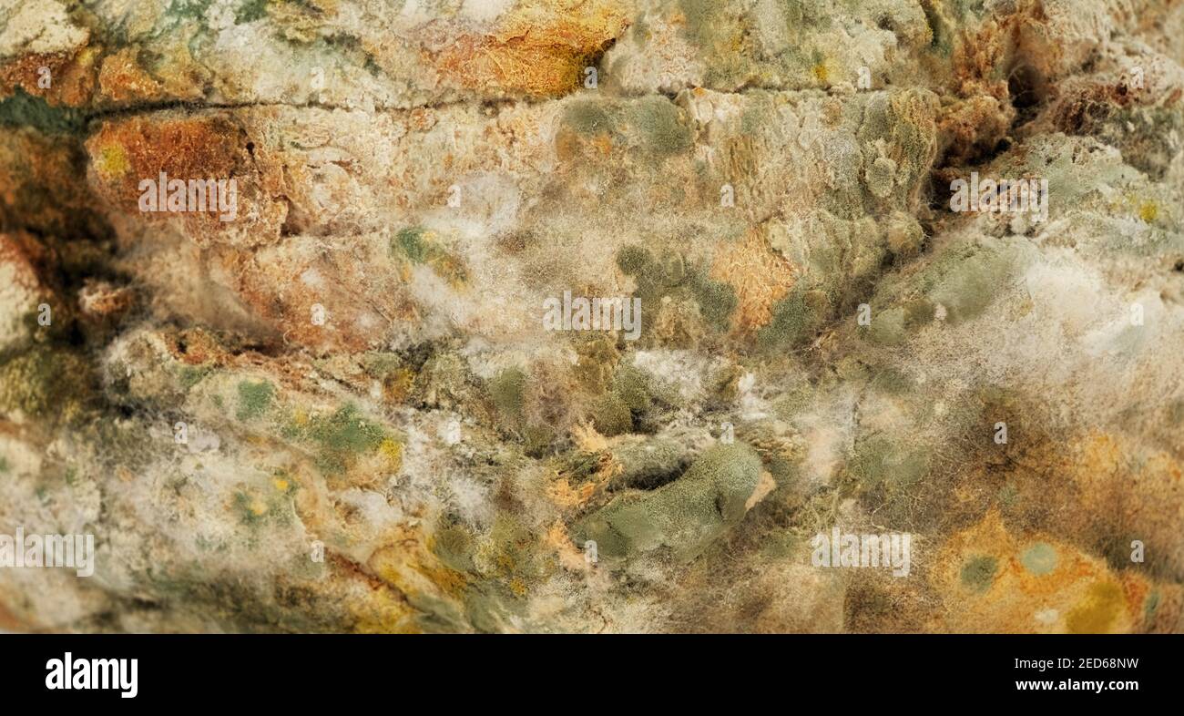 Bread mold, Rhizopus, fungi on an aged bread Stock Photo Alamy