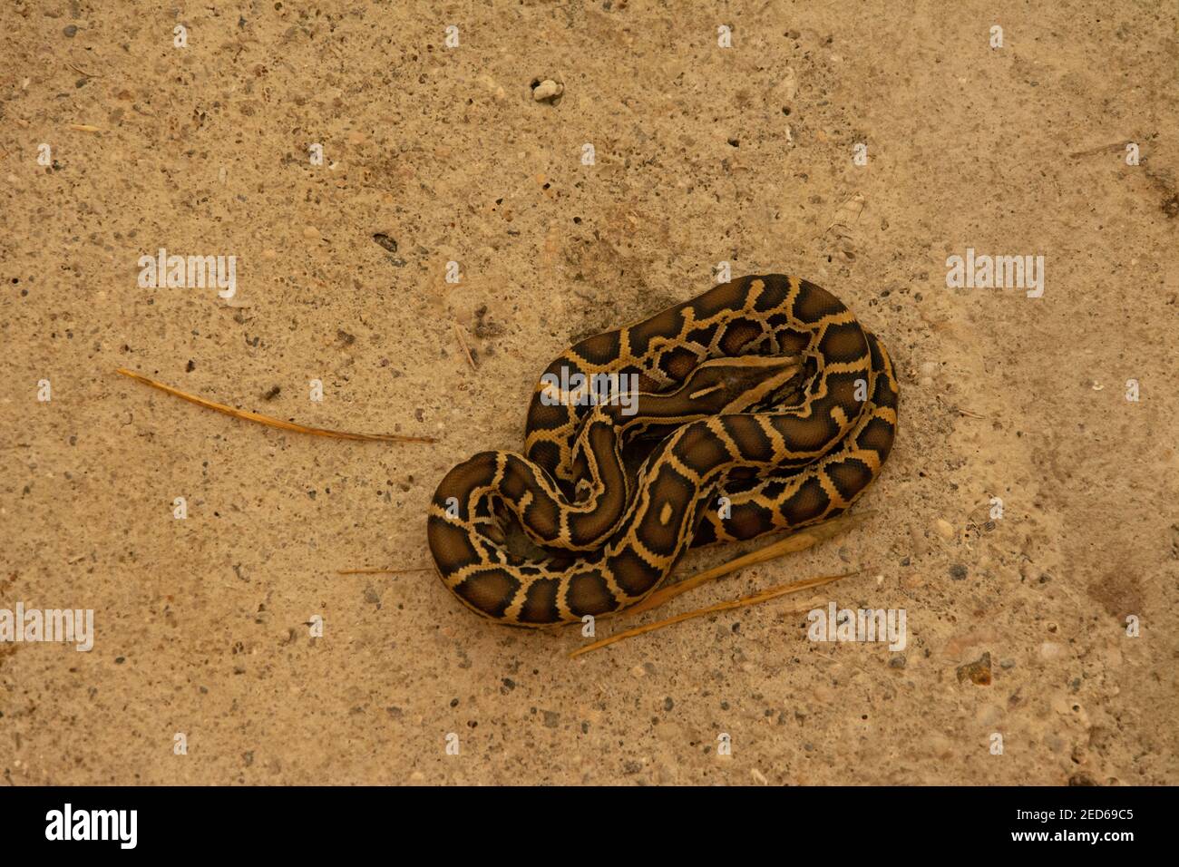 A top view of tiger python on the ground Stock Photo - Alamy