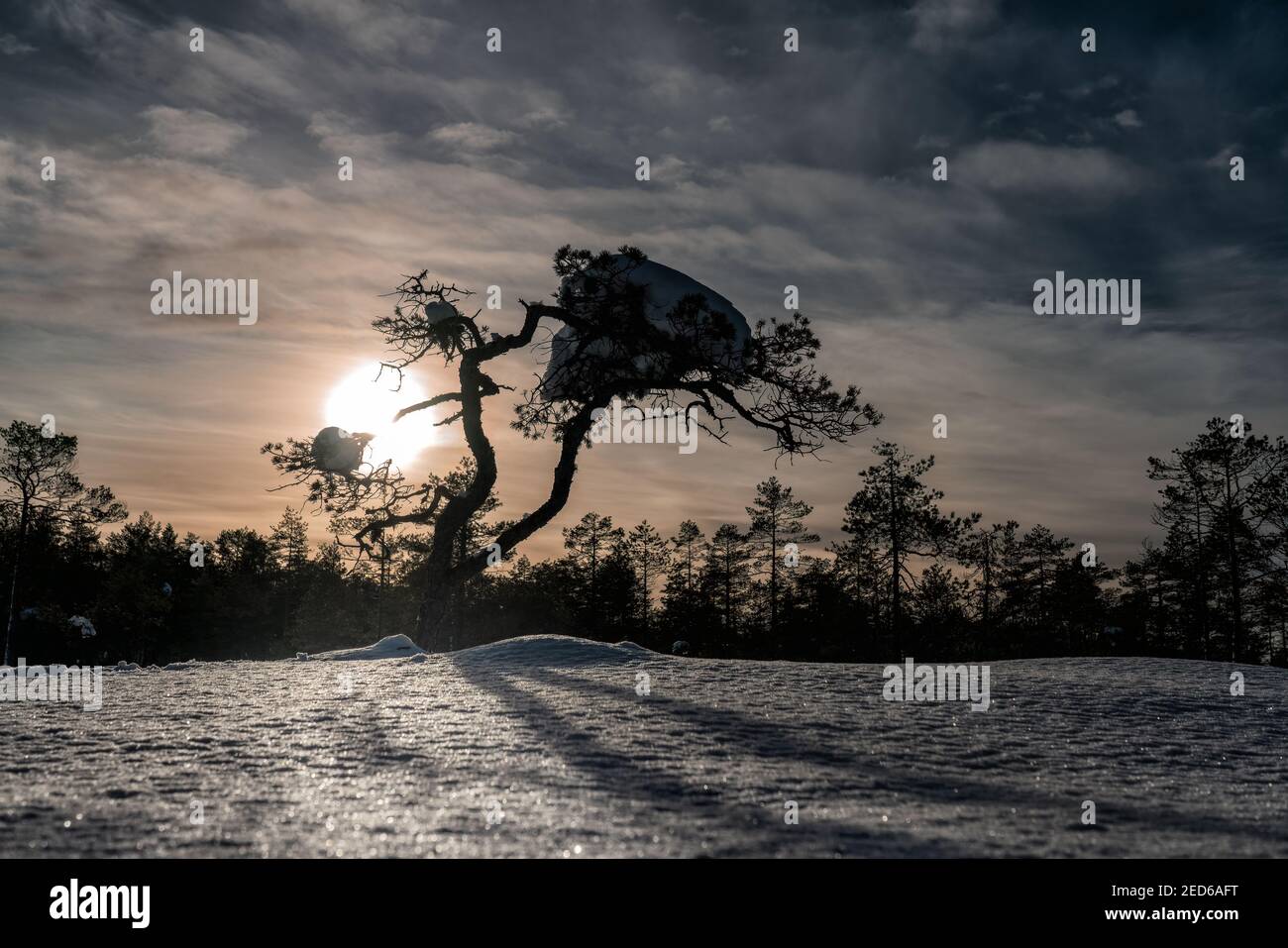 Scenic Sunset in pine tree with much snow frozen on the branches highlighted by low winter Sun, Lapland, Vasterbotten, Umea, Sweden Stock Photo