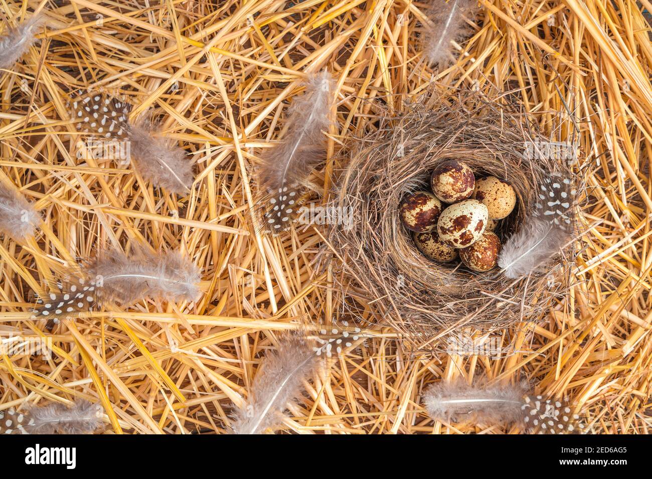 Quail eggs in a nest with feathers. Stock Photo