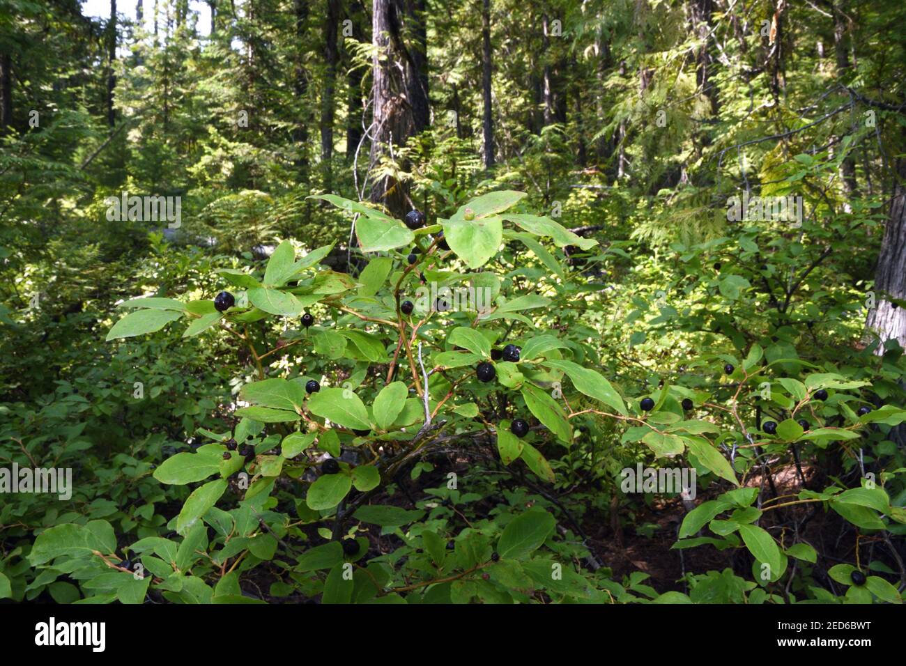 Huckleberry bushes in a mixed conifer forest proposed for clearcut, unit 41, Black Ram project. Kootenai National Forest, MT. (Photo by Randy Beacham) Stock Photo
