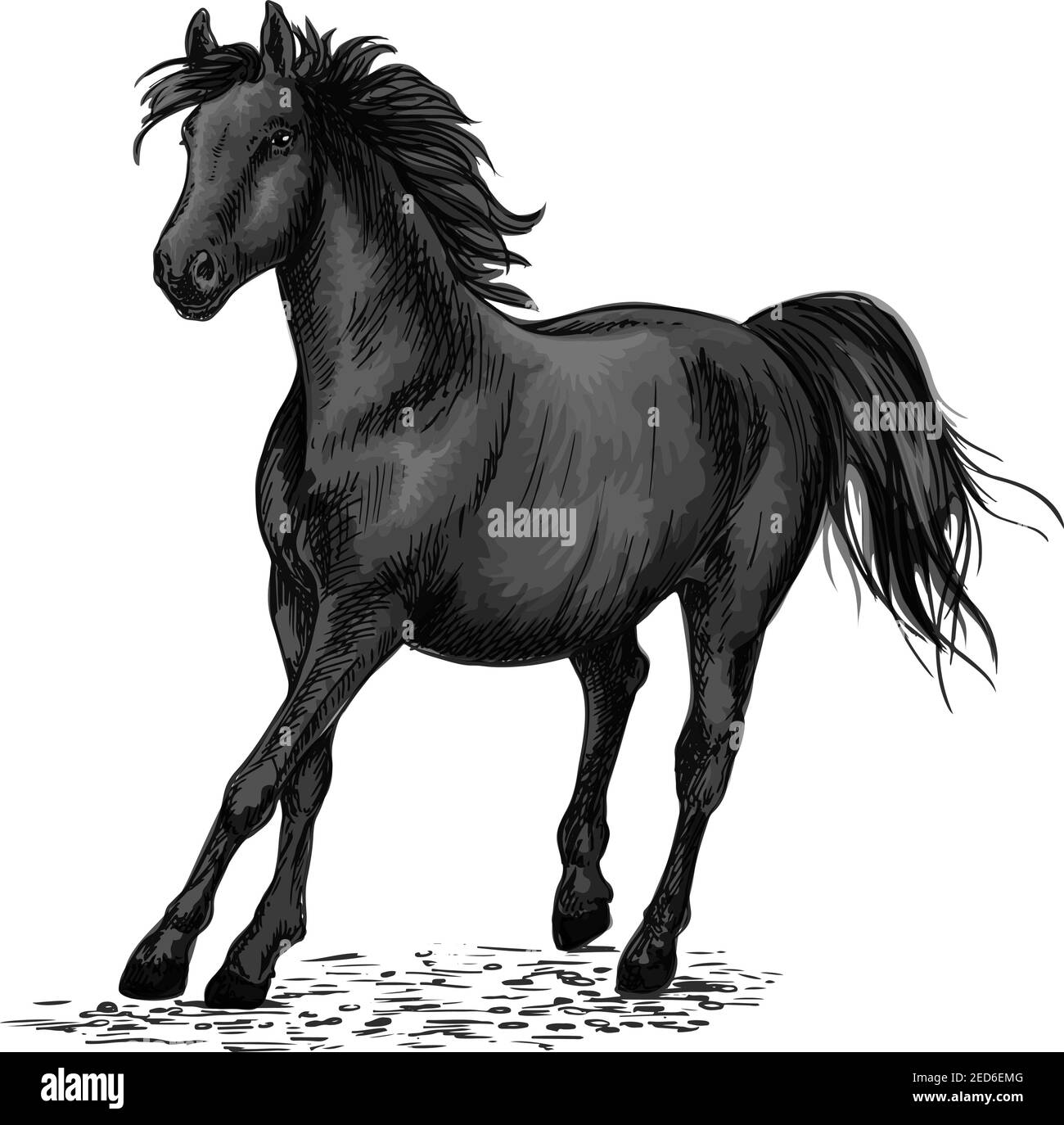 Black beautiful horse racing in gallop gait. Strong raven stallion