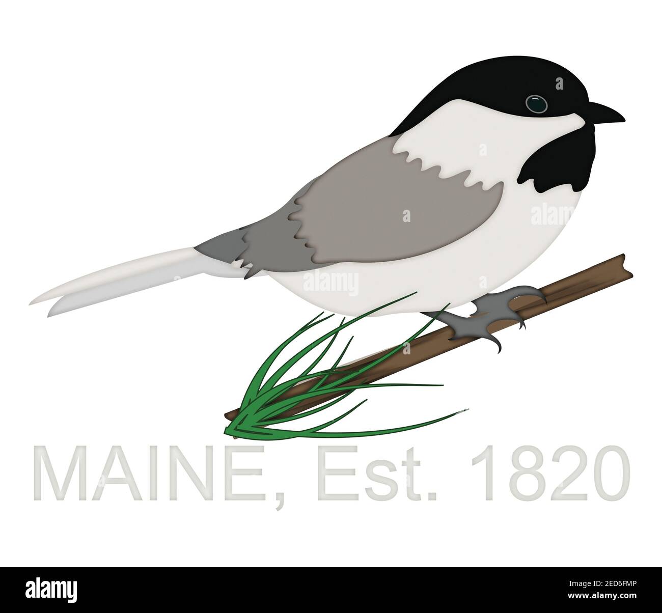 Chickadee Perched on Pine Tree Branch Celebrating State of Maine Anniversary 1820 Illustration isolated on white background with Clipping Path Stock Photo