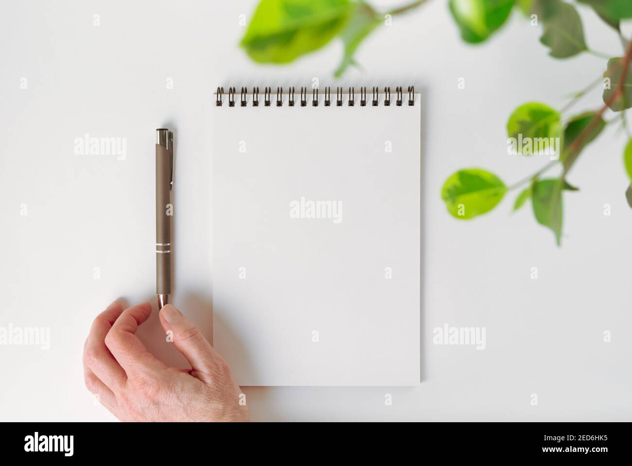 Spiral notebook, leaves of a houseplant and an automatic pen that a