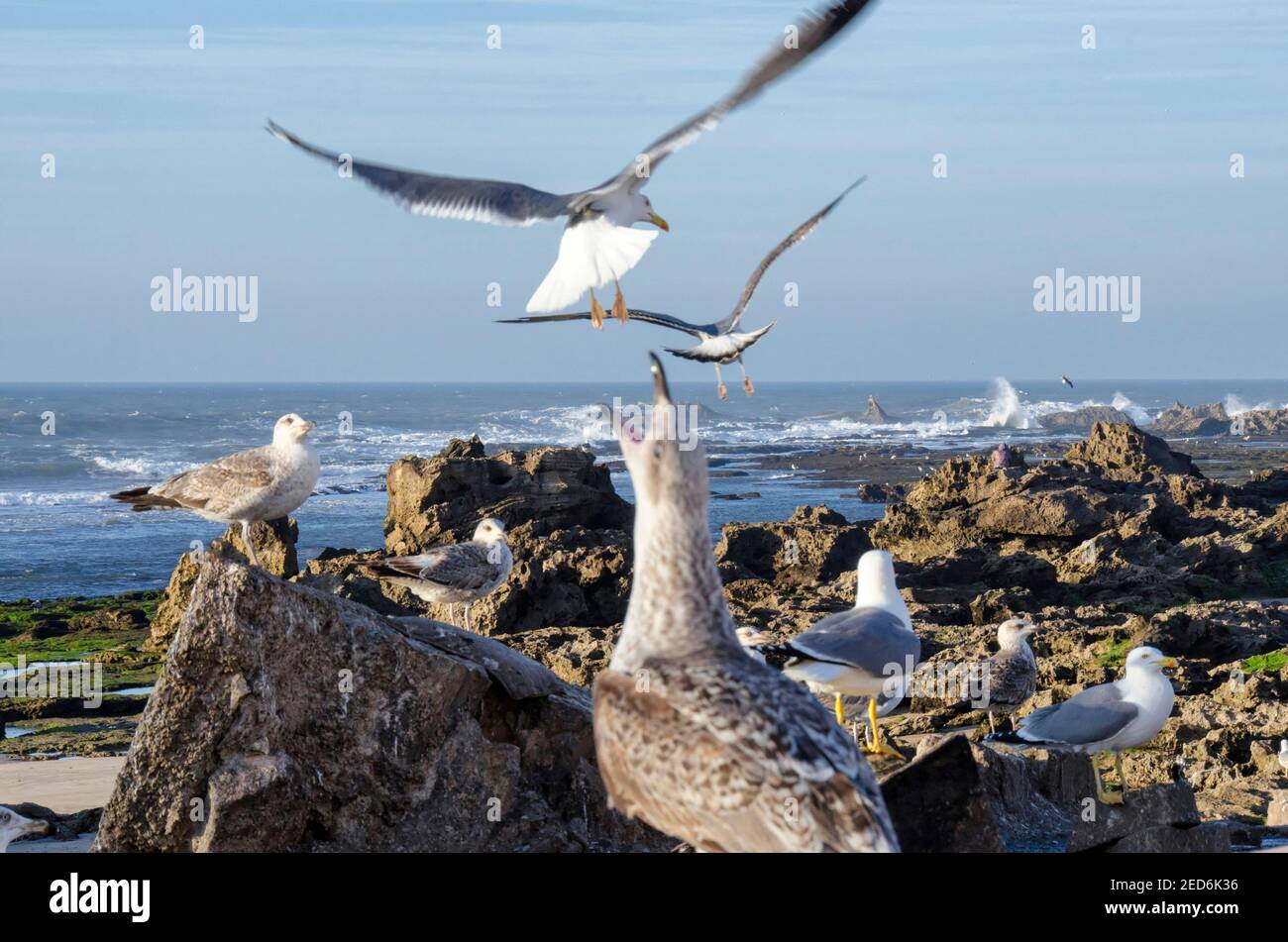 Screeching sea gull by a rocky beach Stock Photo