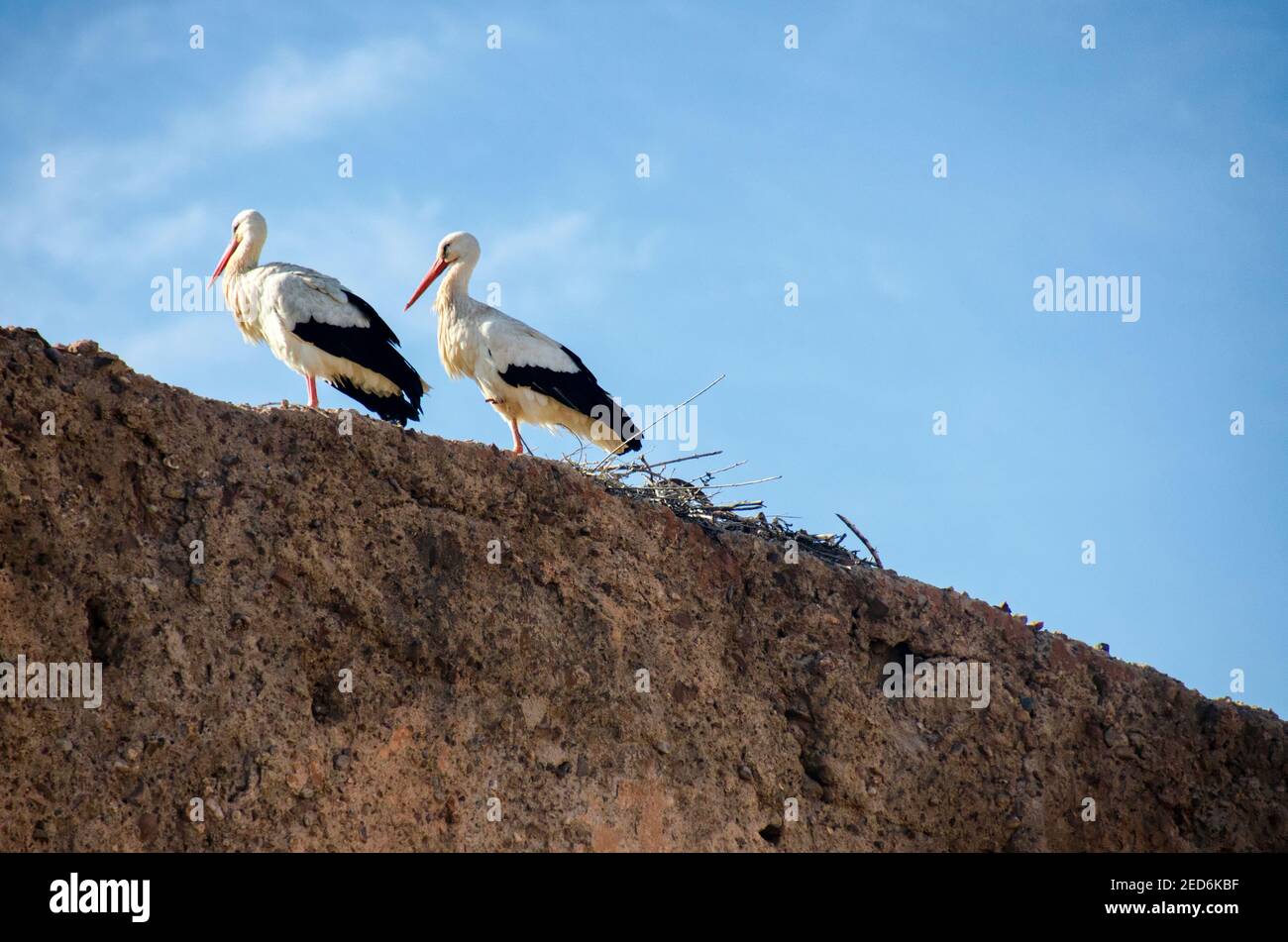 Stork couple in the sun on a clay wall Stock Photo