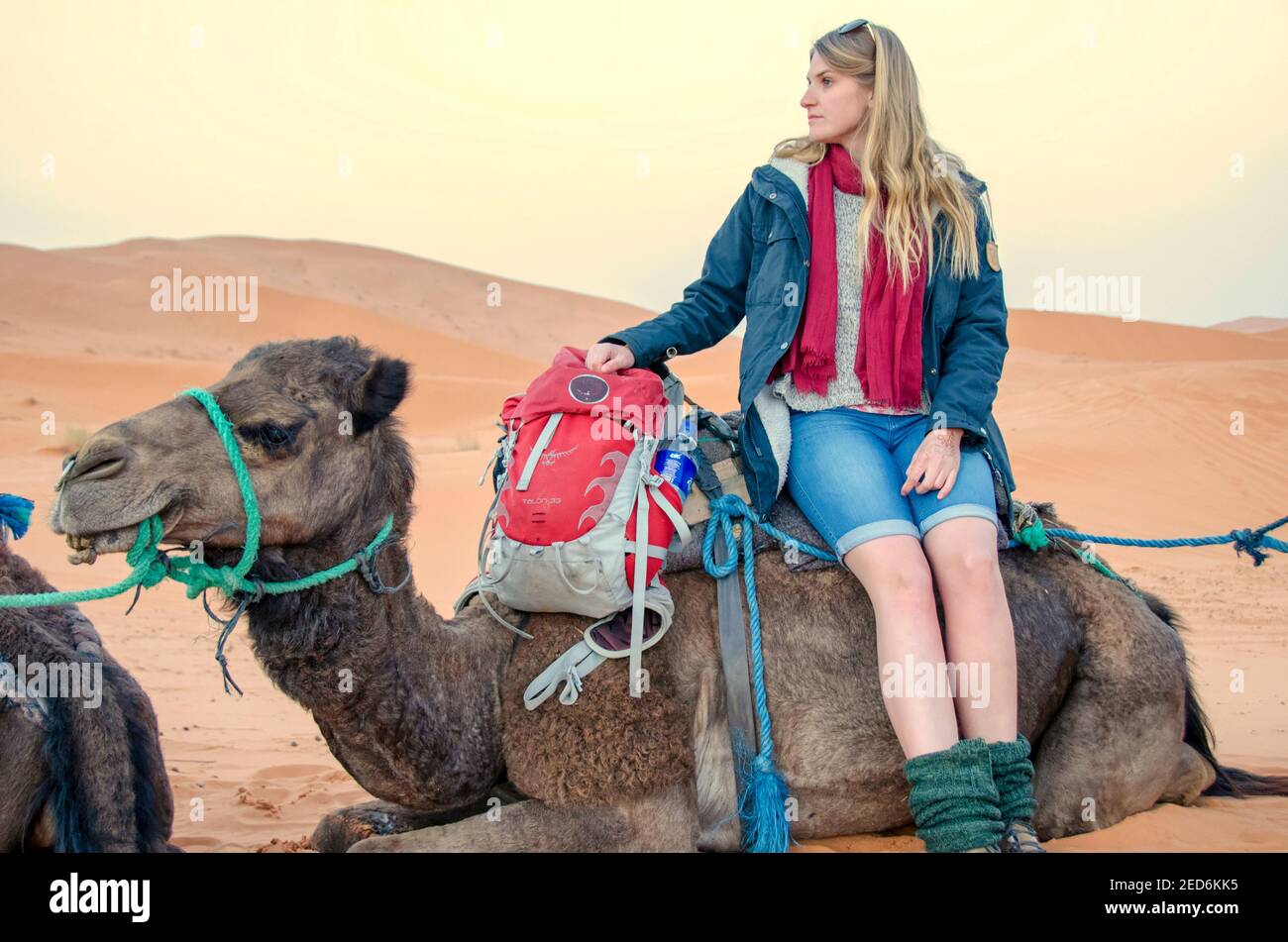 Blonde tourist girl riding a camel through the Sahara desert Stock Photo