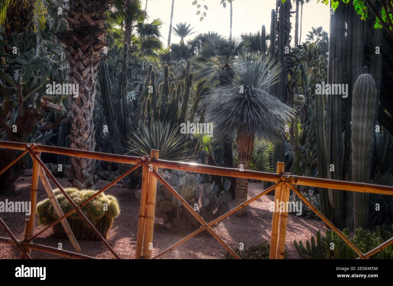 Cacti garden in jardin majorelle Marrakech Stock Photo