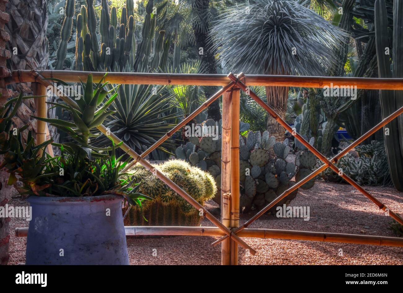 Cacti garden in jardin majorelle Marrakech Stock Photo