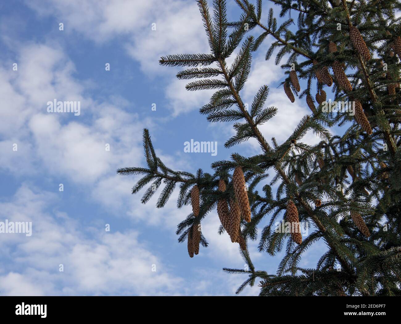 spruce branch with cones against a blue sky with white clouds Stock Photo