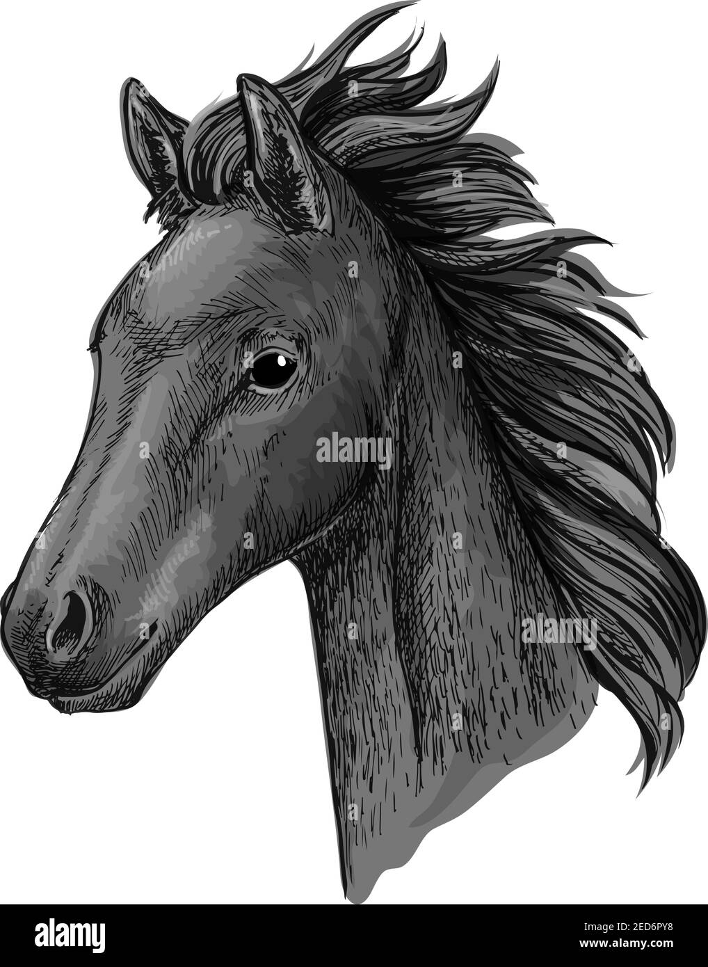 Black horse portrait. Stallion modestly looking down with wavy mane. Artistic vector sketch portrait Stock Vector