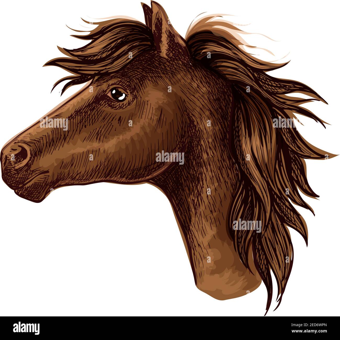 Brown arabian horse animal head. Beautiful young foal with kind eyes and spiky mane. Wild mustang stallion sketch portrait Stock Vector