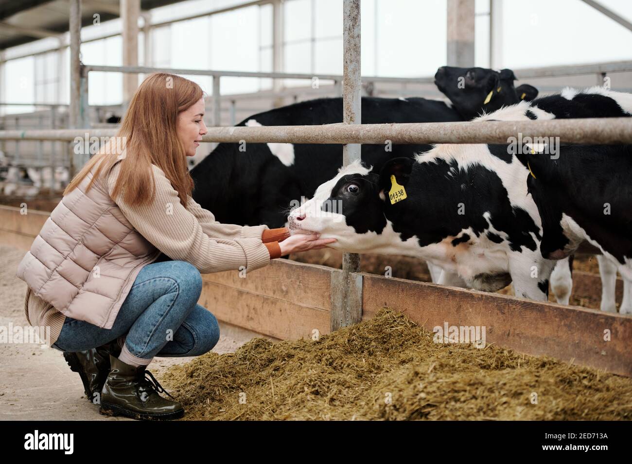 Young female worker of large animal farm sitting on squats by paddock with  purebred cattle and cuddling one of several black-and-white cows Stock  Photo - Alamy