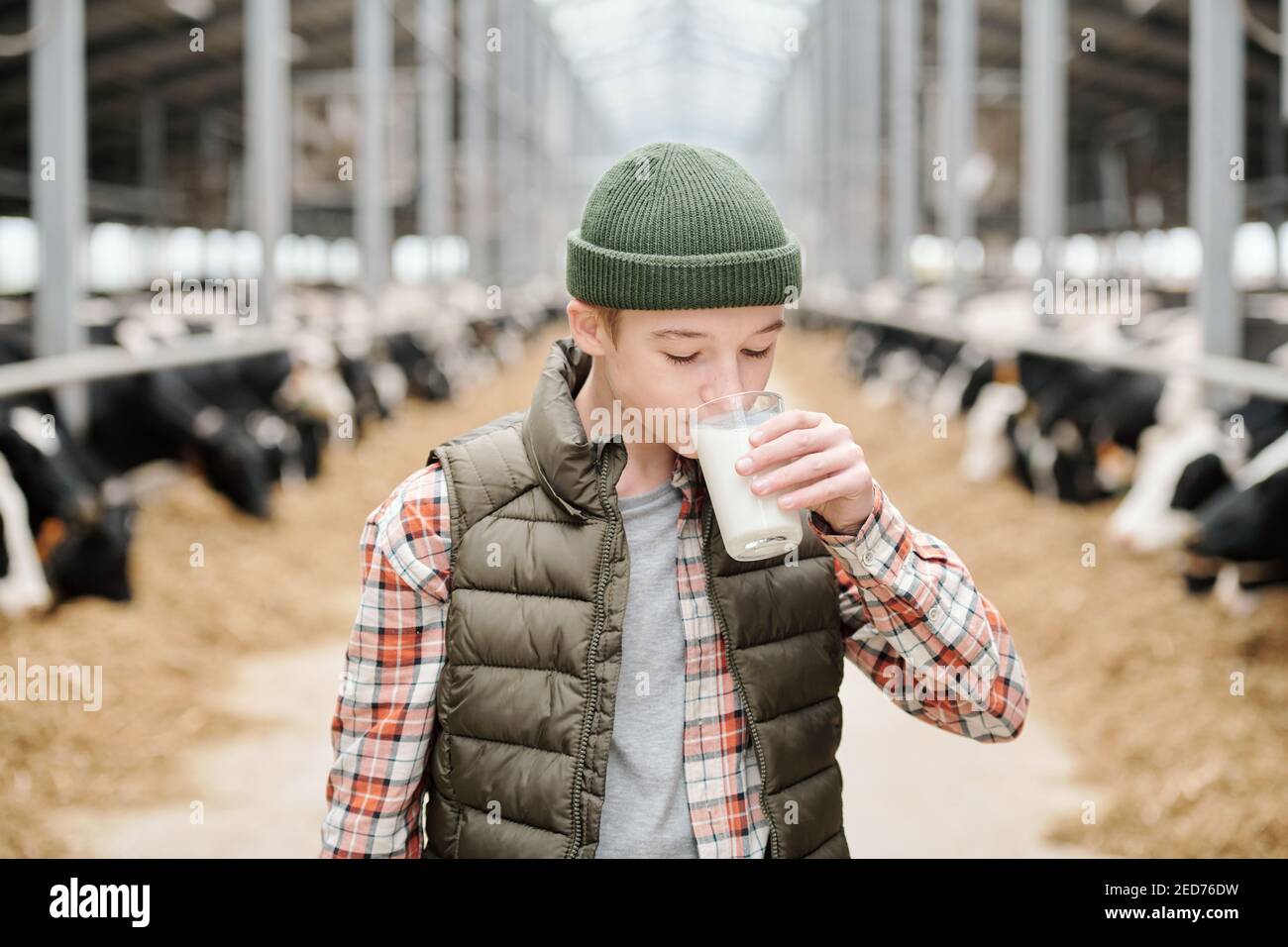 Healthy teenage boy drinking fresh milk in front of camera while standing against long aisle between large paddocks with cows in animal farm Stock Photo