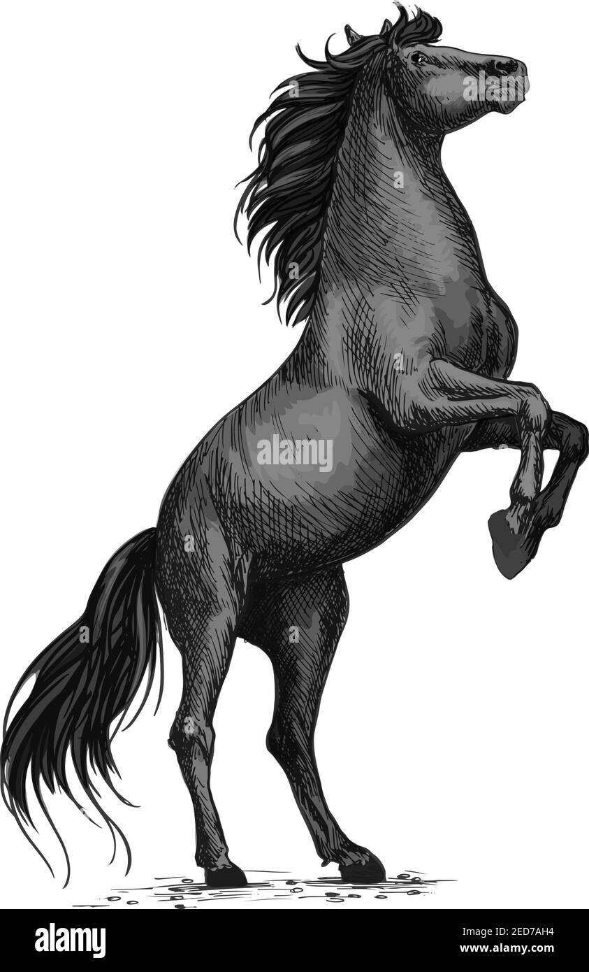 Rearing horse isolated sketch. Black stallion horse of arabian breed stands up on hind legs. Equestrian sporting competition symbol, horse racing badg Stock Vector